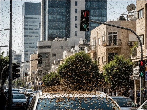 Israel is being punished by nature, attacked by millions of bees, videos go viral